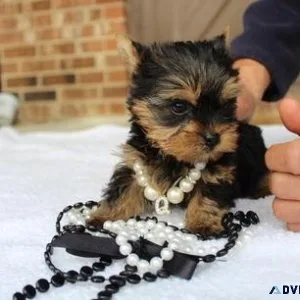 Beautiful AKC teacup Yorkie Puppies