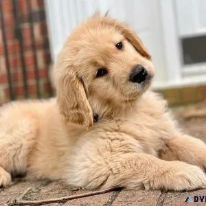 pets Available
