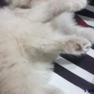 Persian Kittens for Sale Bangalore