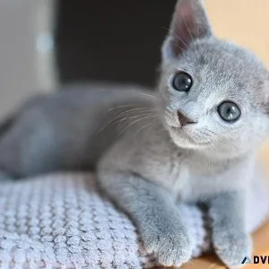 pure breed russian blue kittens