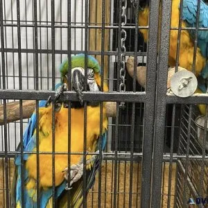 Blue and Gold Macaws- Handraised.