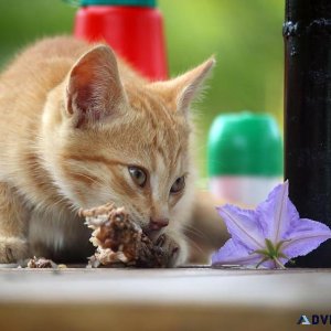 Pawrulz Cat Food Online with affordable prices in India