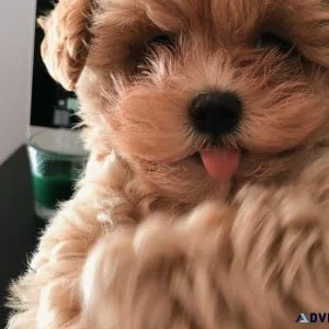 tiny Maltipoo Maltesepoodle puppies
