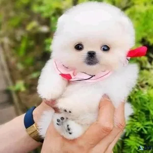Toy Pomeranian