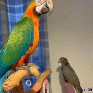 Phoenix - Young Catalina - Macaw