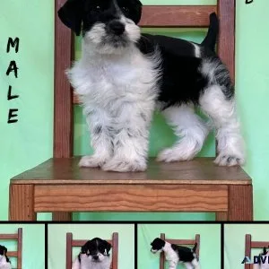 Akc mini schnauzer