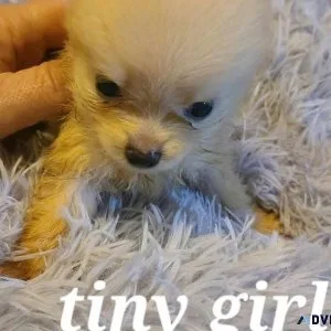 Pomeranian puppies