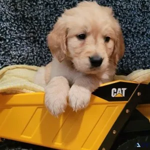Golden Retriever puppies for sale ready to go now.