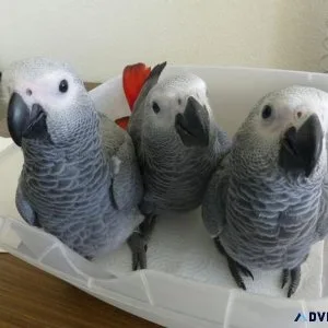 Talking African Grey Parrots to good homes