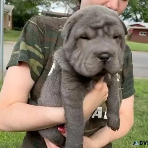 Playful Chinese Shar Pei
