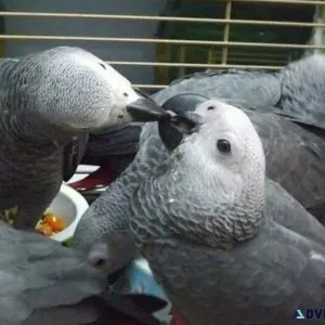 Lovely African Grey Parrots for sale