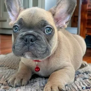 BULDOGO FRANCES COLORE NORMAL