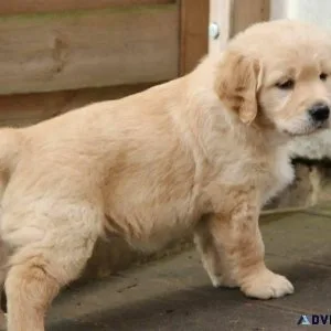 AKC Golden Retriever Puppies - 10 Weeks Old