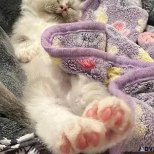 Rare Polly Paw Ragdoll Kittens