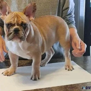 French Bulldog Puppy Female