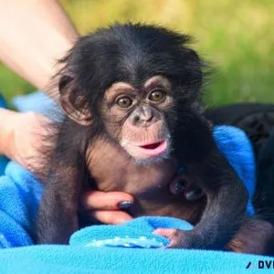 Chimpanzee monkeys