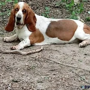 AKC Basset Hound Adult Female (redwhite)