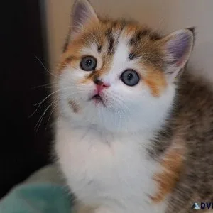 Scottish Female kitten For Adoption
