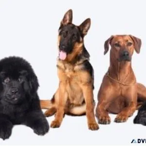 Poochon Puppies For Sale in UK  Douglas Hall Kennels