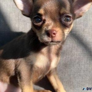 AKC registered chihuahua puppies