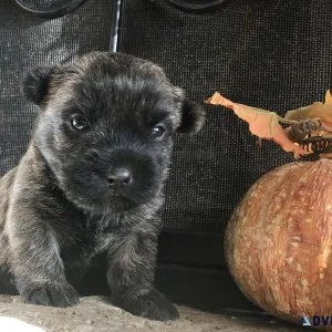 Cairn Terriers