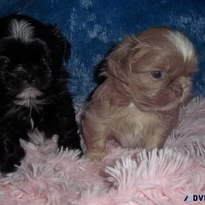 Imperial Shih Tzu AKC Puppies