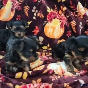 yorkie