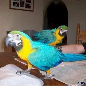 Bonded Pair Blue and Gold Macaws for sale