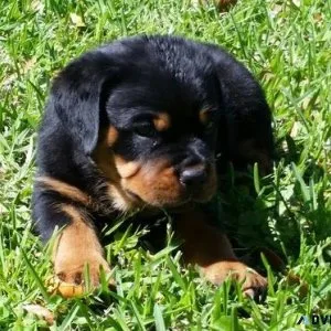 necessary every German rottweiler puppies for Sale