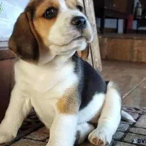 Beagle puppies ready