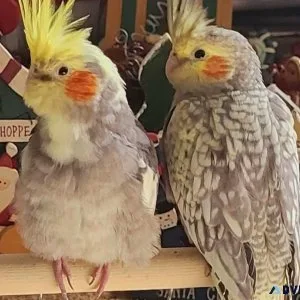 Pearl and pied cockatiels