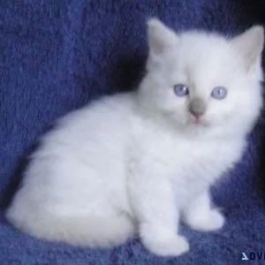 Hand Raised Ragdoll kittens