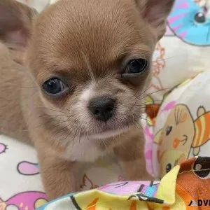 Chihuahua puppies  very fluffy