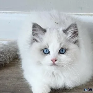Ragdoll kittens