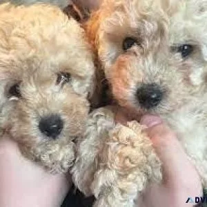 TinyToy teddybear hypoallergenic poodle girls