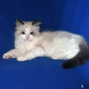 Adorable TICA ragdoll kittens
