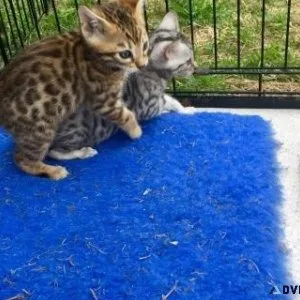 Bengal Kittens for sale.