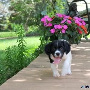 Gorgeous Brittany Spaniel puppies available.