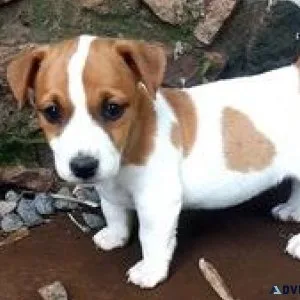 Mbonjo Stunning Miniature Jack Russell Pups