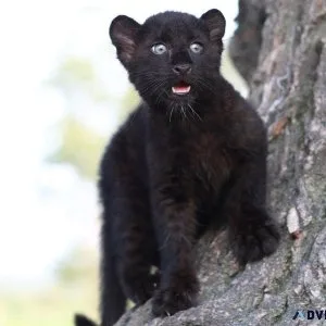 Adorable 3th generation domesticated puma