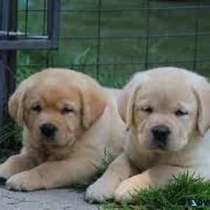 BlackYellow English Lab Puppies For Sale