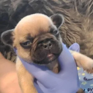 AKC French Bulldog Puppies