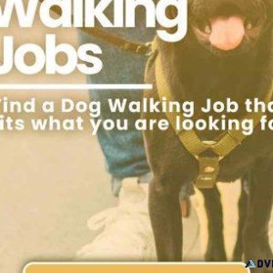 Dog walking services in delhi
