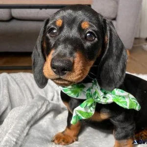 Gorgeous Dachshund Puppies For Adoption