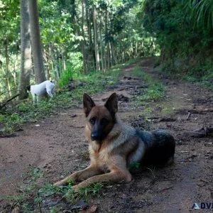 German Shepherd Puppies for Sale in New Jersey