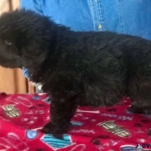bhrjj Newfoundland Puppies