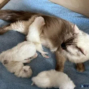 Ragdoll kittens