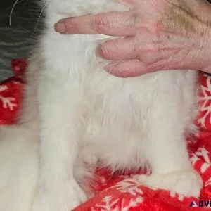 Maine coon kittens