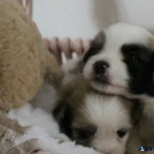 Shihpom puppies