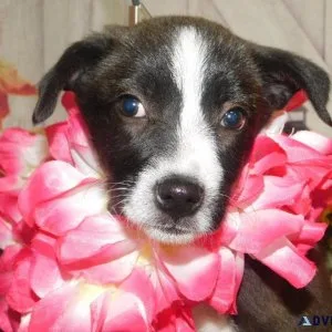 Chicago Border Collie X Pups. Huge SALE